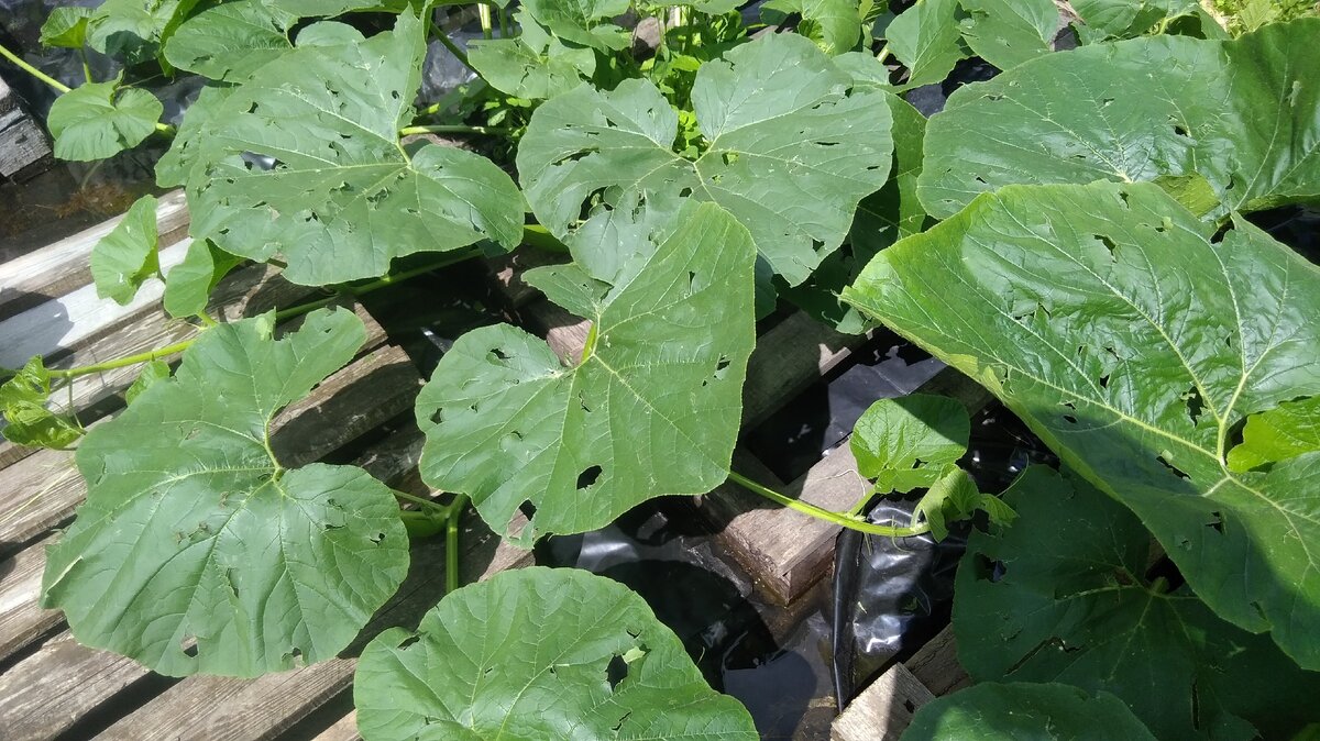 Штормовые предупреждения: где обещания и реальность?