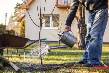 Дачники в России рискуют потерять участки из-за невырубленных деревьев