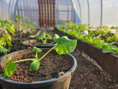 ����� ����� ������� ��������: ������ ���� � ��������� �����