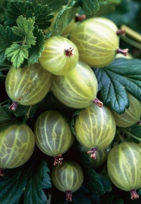 Крыжовник как зеркало: о чём шипы и кислые ягоды рассказывают садоводу