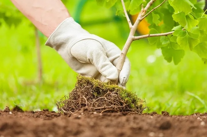 Почему стоит высаживать деревья и кустарники осенью