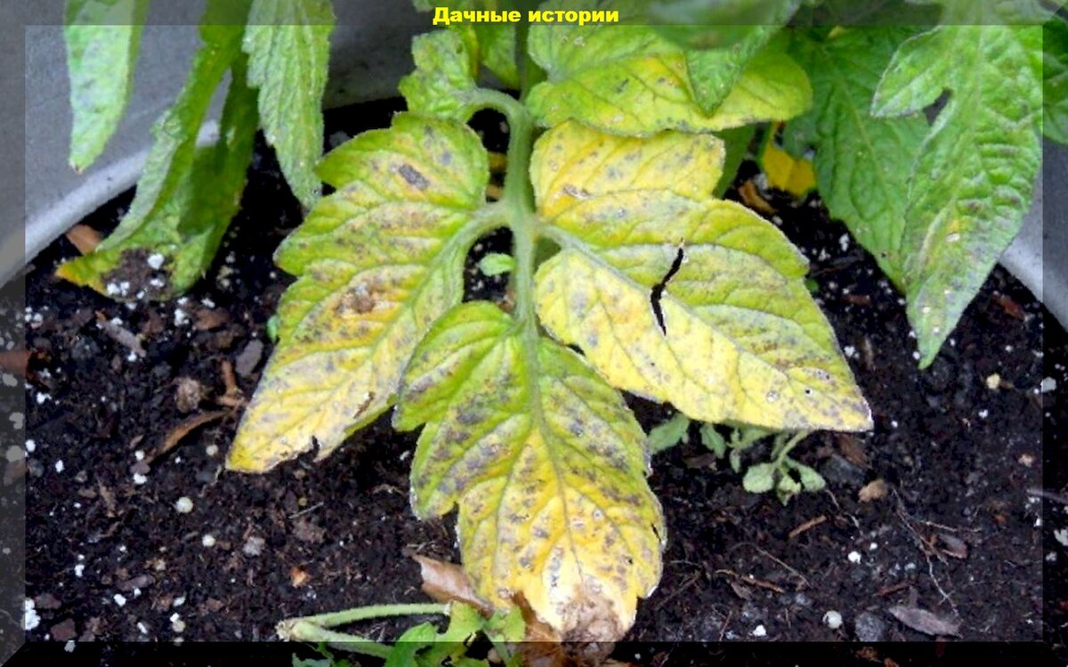 Как диагностировать голодание рассады и правильно подкармливать растения