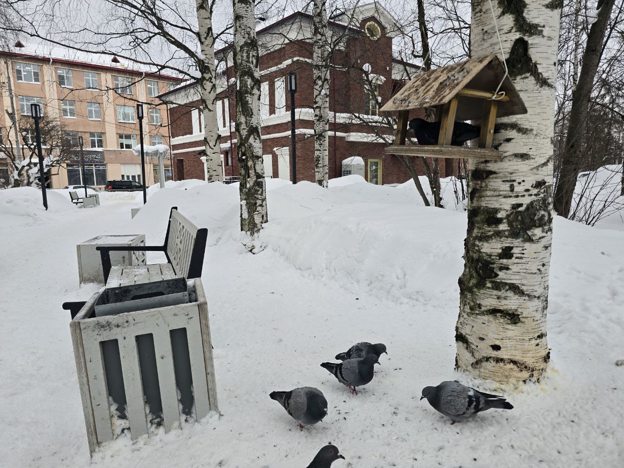 Голуби оккупировали центр Архангельска: скамейки в птичьем "декоре" Голуби оккупировали центр Архангельска: скамейки в птичьем "декоре"