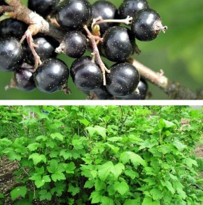 Как правильно ухаживать за черной смородиной весной для богатого урожая