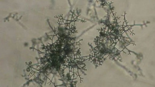 ��� �������� ���������� ����� ����� ���������� ��������: ���� ����������