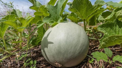 Где лучше всего высаживать дыни: советы для успешного урожая