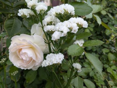 Теплая осень и неожиданные находки в саду