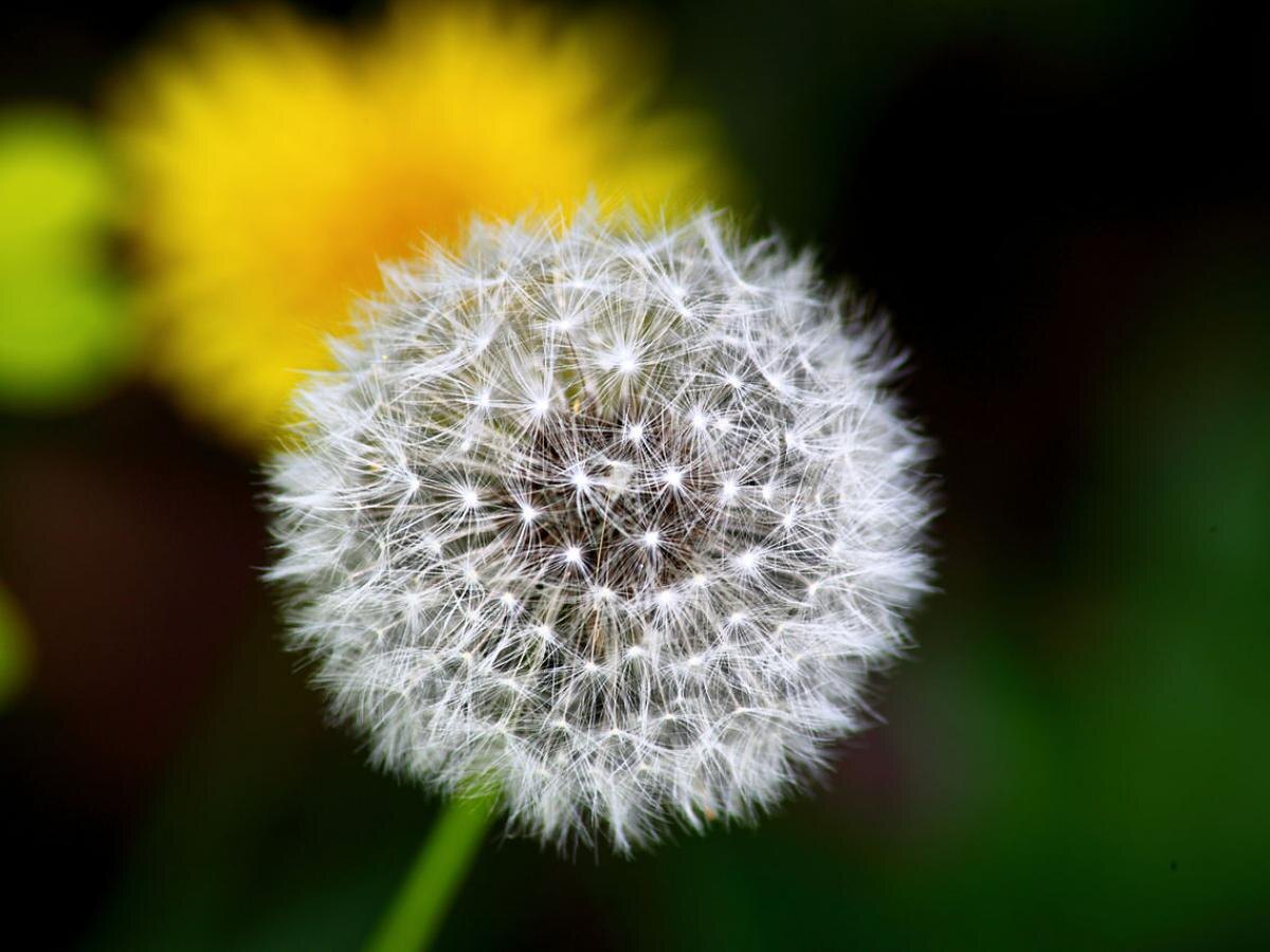 Одуванчик как секрет садоводов в борьбе с вредителями