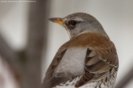 �������� ��������. ��������� � ���� �������� ���������� �������!