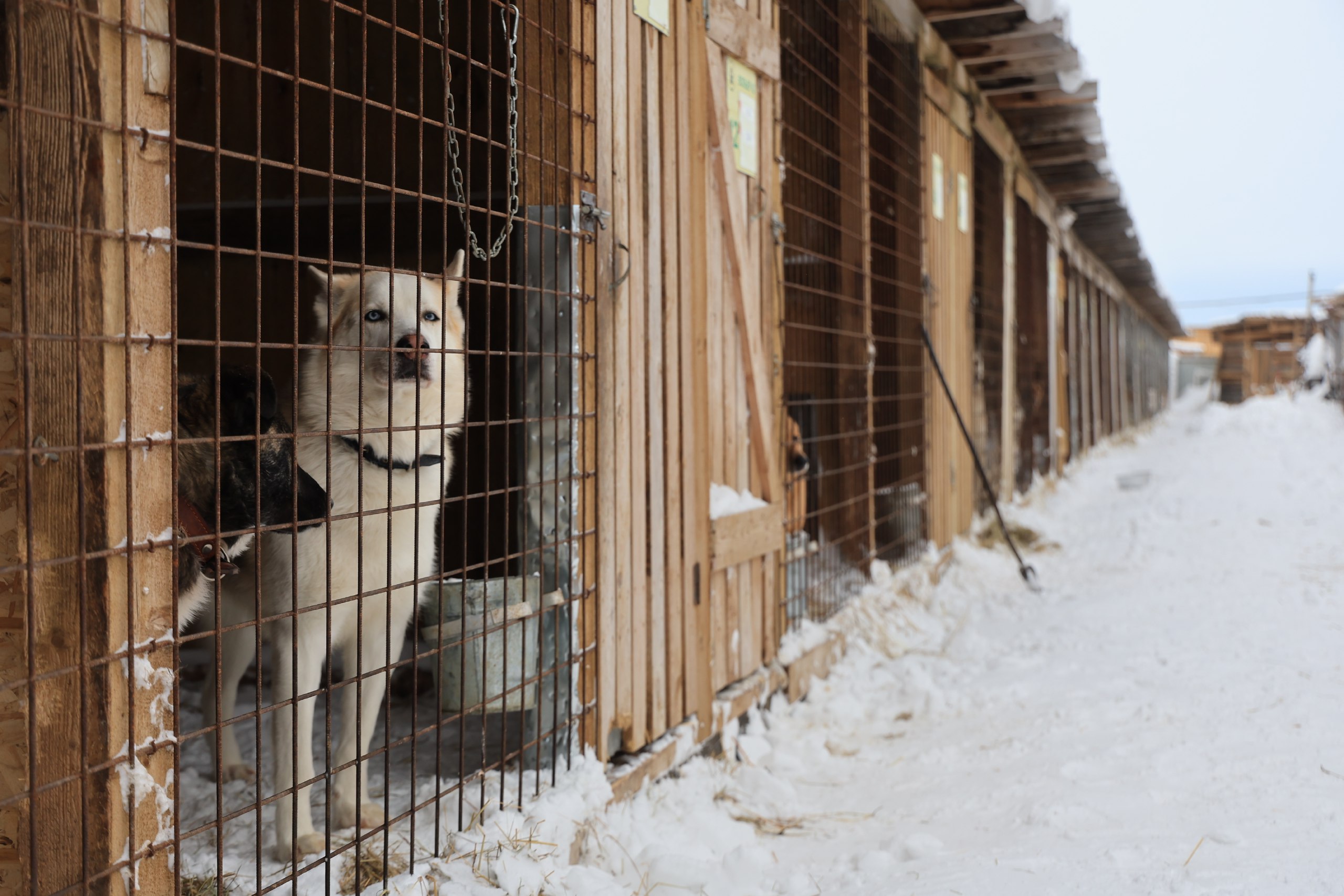 Подарите заботу и любовь четвероногому другу!