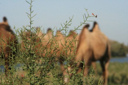 ��������� �������: ������������ �������� � ���������� ����������� ��������