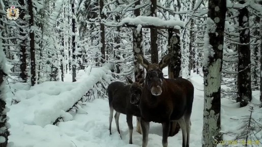 ����������� ������������� ��������� ������� ����� ������������ ����������� �� ����� ���������� ��������� ����������� ����� �������