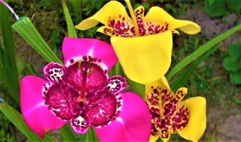 ��������: ������������ ����� ��� ����� ������