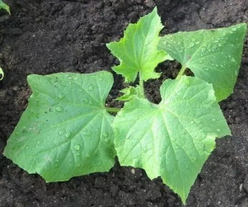 ��� ��������� �������� ������� �������: ������� ����� � ������� ���������