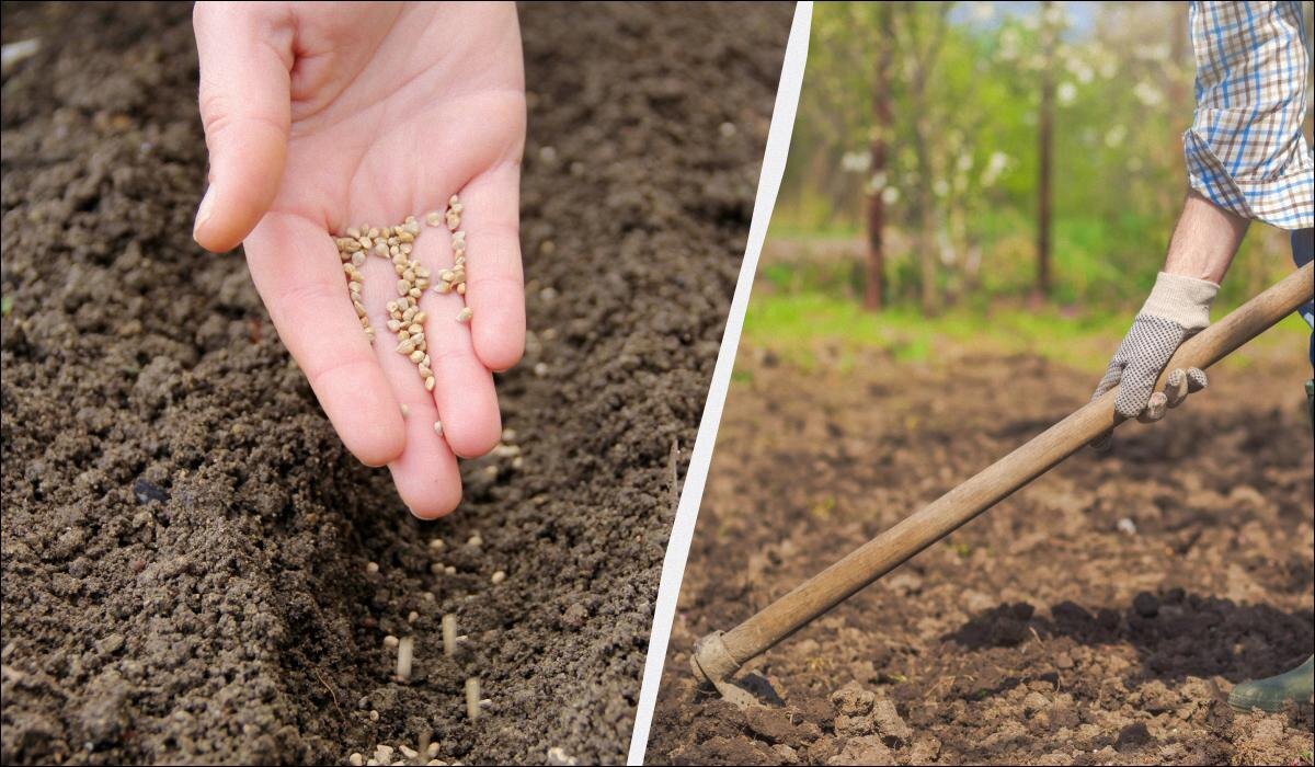 Секреты зимней посадки: что сажать под зиму для раннего урожая