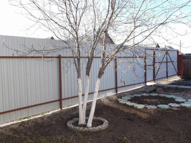 Забота о садах: побелка и обрезка плодовых деревьев весной