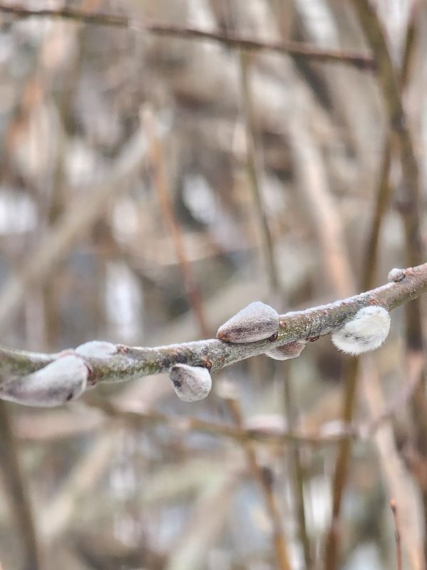 ����������� �������� ����� �� ������� ��������