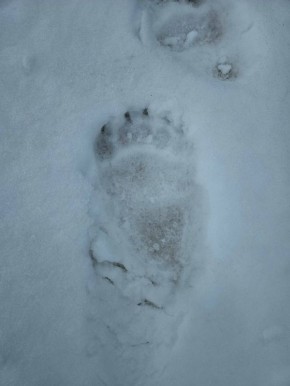 ����� ������, ���������� �����