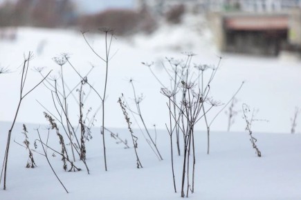 ������ ����, ������!. ������� �������, 21 �����