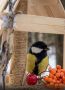 Птичка, как игрушка!. В чудесной кормушке весенних синичек угостили вкуснейшими ягодами