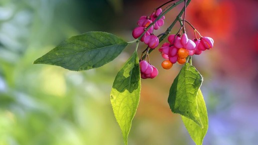 ���������: ��� �������, ��������� � ������������ � ����