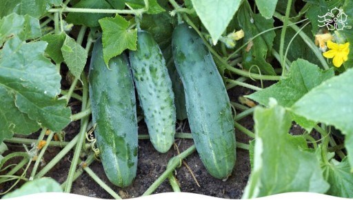 ������ ������� ������� ��� ������� ����� ������