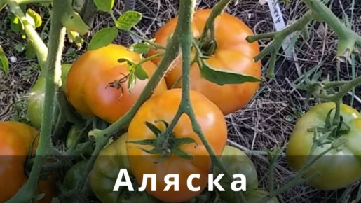 ������ ����� �������, ������� ������� ��� ������ �� 6 �� � �����