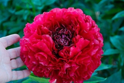 ���� ����� �������: ���������� ������ ��� ������ ����