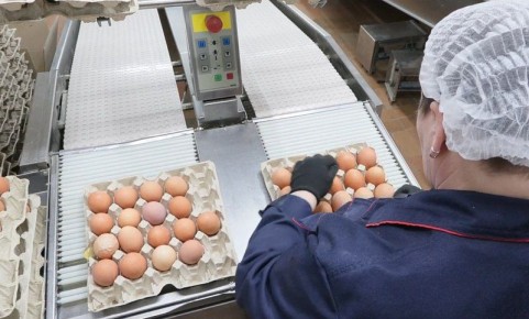 Цель на год – 100 000 000 яиц!