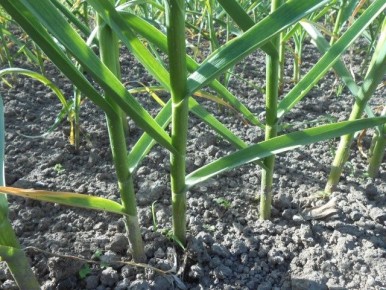 Секреты успешного ухода за озимым чесноком