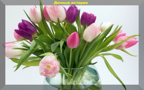 ��� �������� ����� ���������: ������������ ������ �� ����� �� ���������� �������