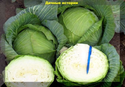 ��� ������� ��������� ������������ �������: ������� � ������