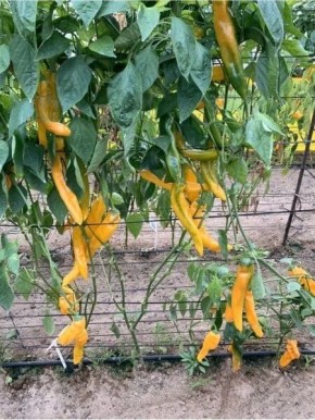 Перец Забор желтый: как создать яркую гастрономическую живую изгородь