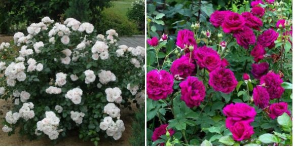 Как правильно выбрать и посадить розы, чтобы они радовали вас долгие годы