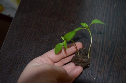 ������� �������� ��������� ������� �����: ��� ��������� ������� ��������