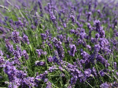 Как обрезать лаванды, чтобы в августе снова насладиться цветением