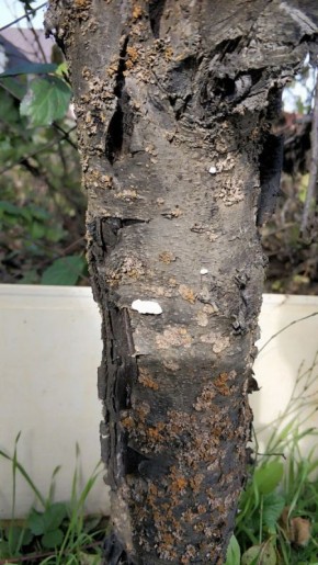 Эффективное средство для защиты деревьев: как замазать трещины коры