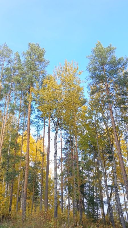 ����� �����������: ��� ������� ���� ����������� � �������� � ����