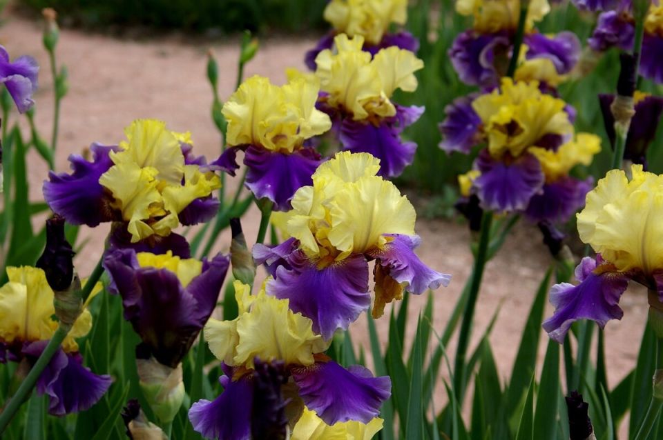 ����� �������� �������: ����� ��������� ����� ������