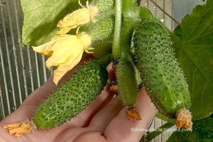 ��� ��������� ������ �������: ��� ���� �� ������������� �������