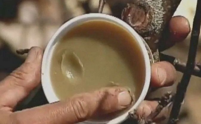 Как быстро создать природный садовый вар, который хвалил Мичурин