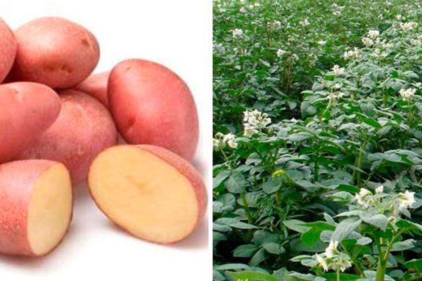 Картофель Фаворит: идеальный выбор для вашего огорода