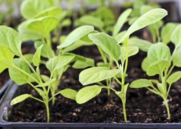 Баклажаны: секреты успешного выращивания и частые ошибки садоводов