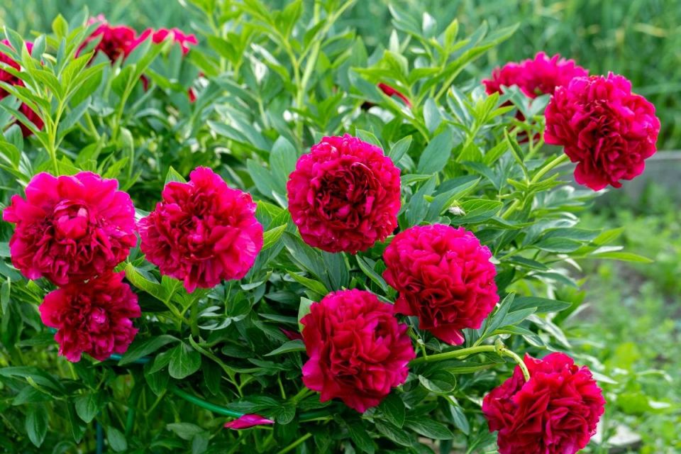 ������� �������� ������� ������: ��� �������� ���������������� ������ ��������