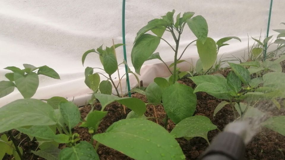 Ошибки, которые мешают собирать богатый урожай перца: 11 распространенных проблем