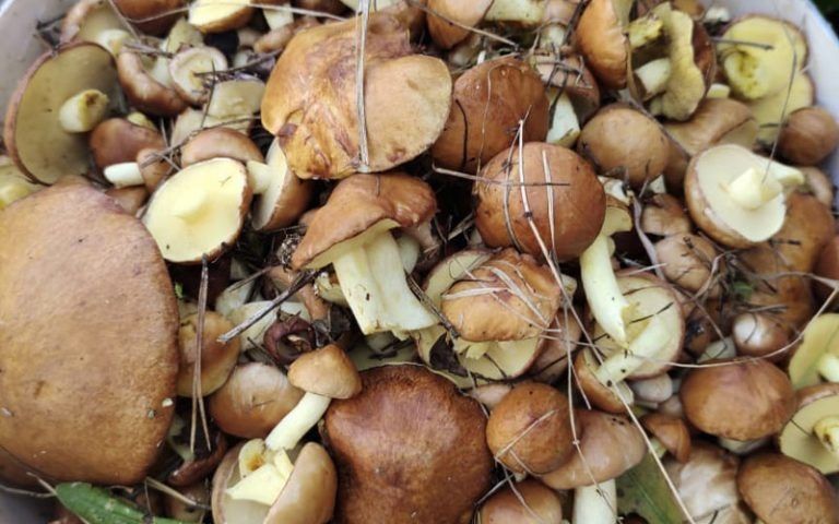 Как легко очистить руки от следов маслят: простые советы и хитрости