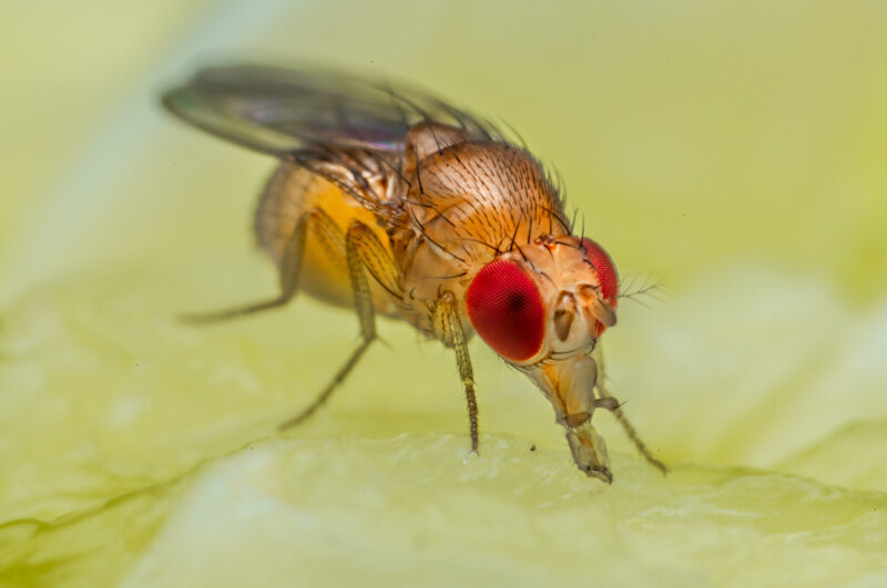 Как эффективно справиться с дрозофилами – советы для здоровья ваших растений