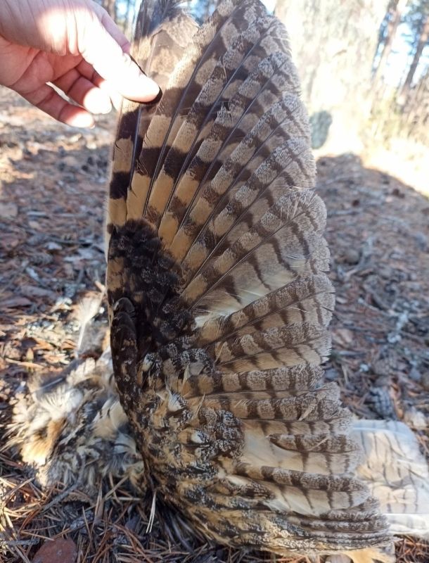 Что происходит в Ягринском бору? Неизвестные зверски убивают птиц