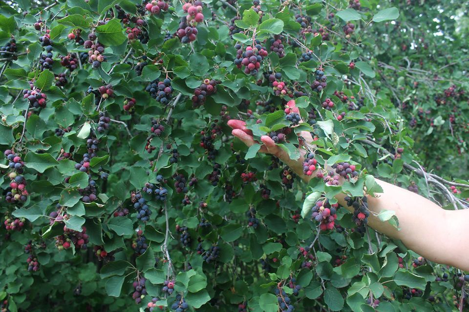 Ирга: встретившаяся с природой ягода и ее неожиданные названия