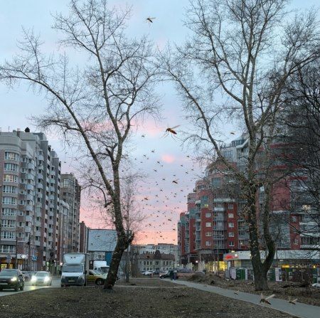 Россиян предупредили о нашествии комаров уже этой весной